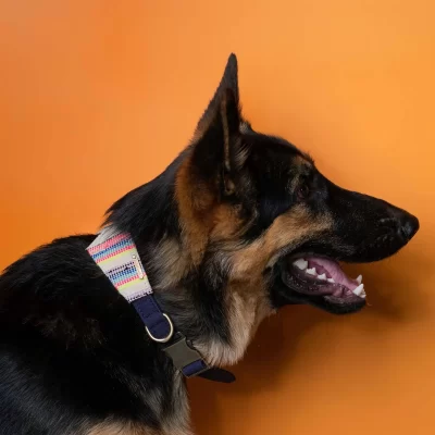 IndieGood Handloom Cotton Premium Dog Collar - Playful Collar