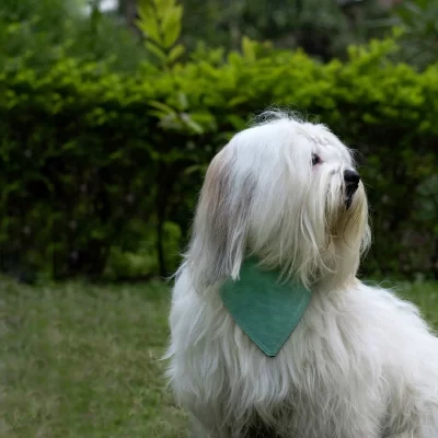 IndieGood Corduroy Cotton 2 in 1 Bandana For Dog - Blue 2 in 1