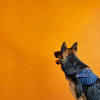 IndieGood Corduroy and Canvas Harness for Dog - Bold Blue