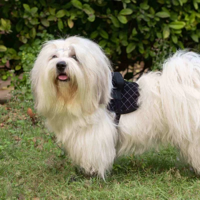 IndieGood Corduroy and Canvas Harness for Dog - Basic Black