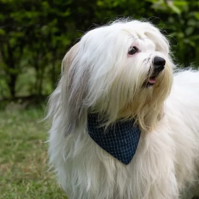 IndieGood Handloom Cotton 2 in 1 Bandana For Dog - Soft Weaves