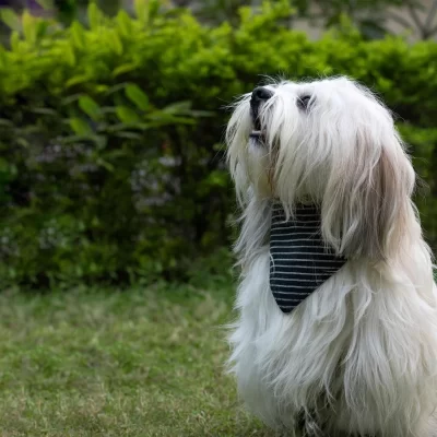 IndieGood Handloom Cotton 2 in 1 Bandana For Dog - Stripes and Checks