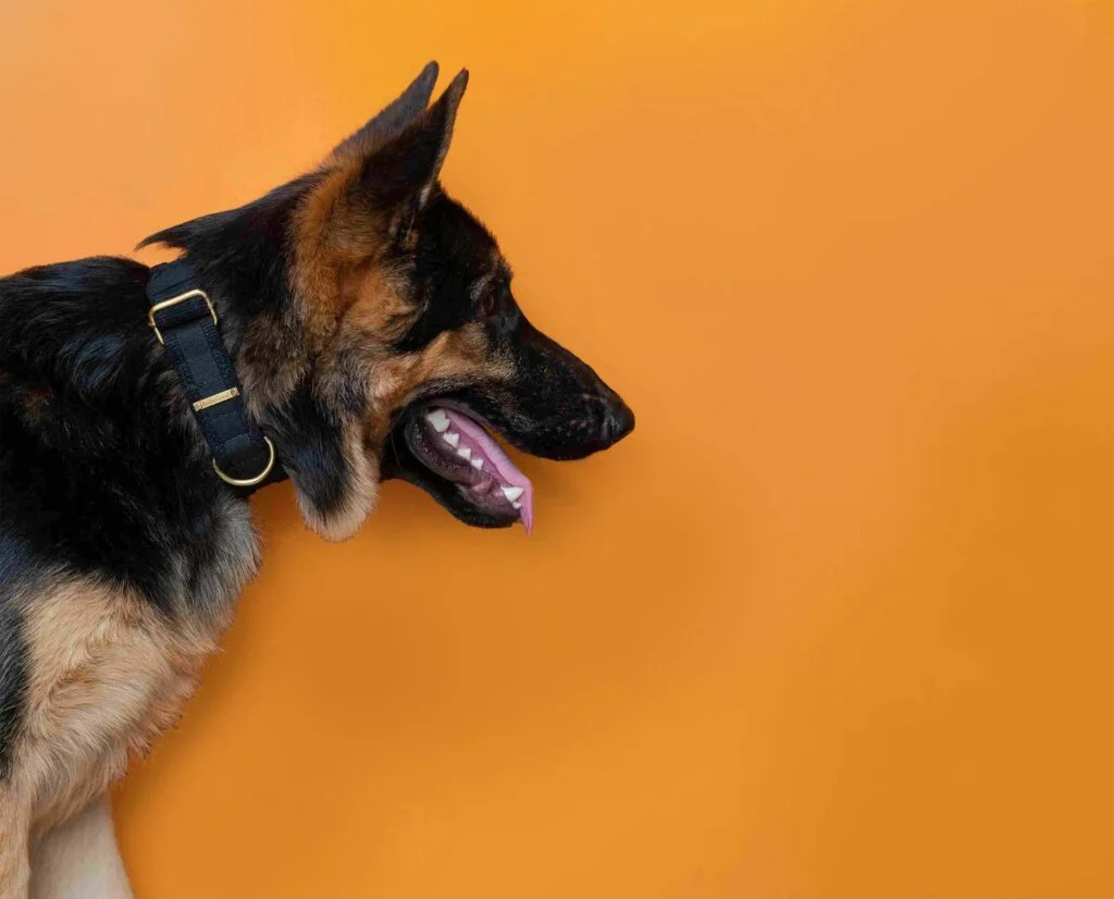Dog Collar with Bond Band-3