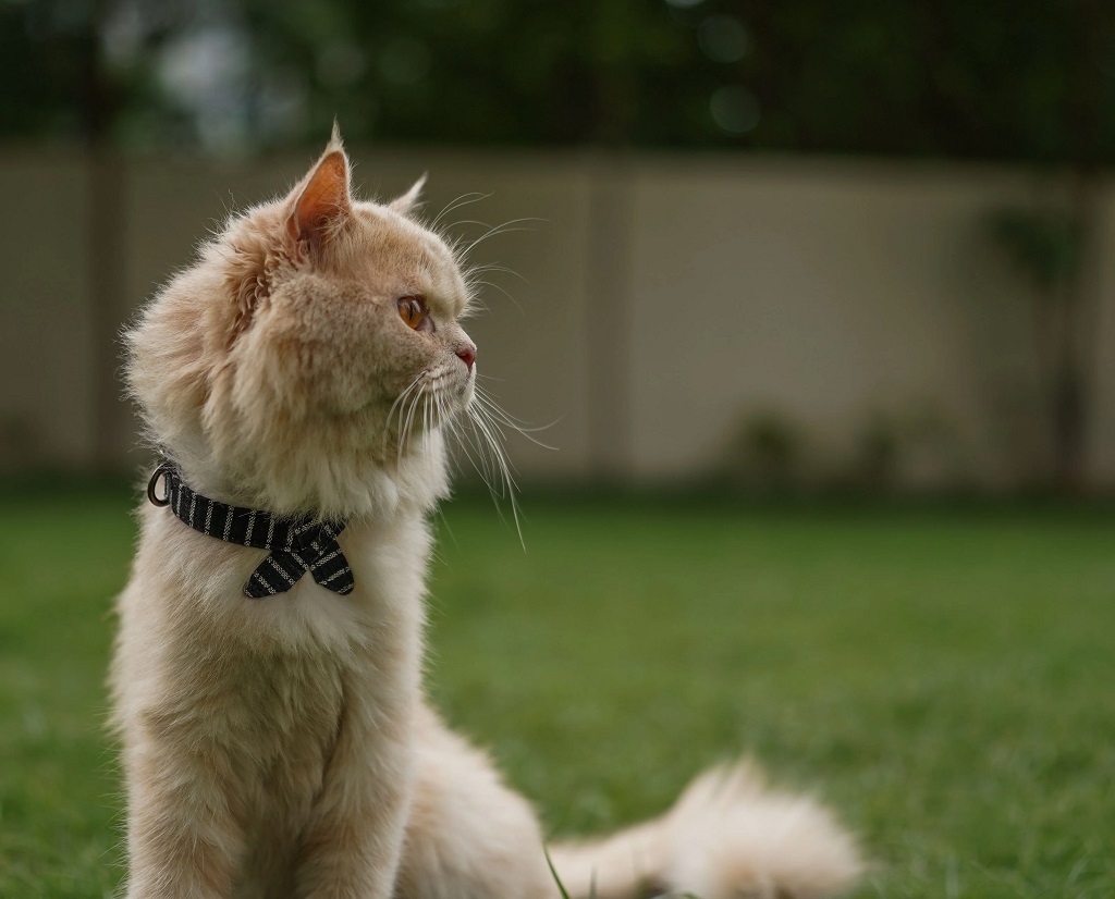 IndieGood Bowtie Collar For Cats – Black Current