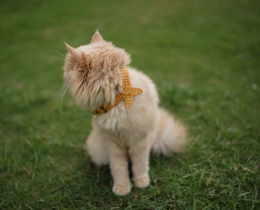 IndieGood Bowtie Collar For Cats – Brown Current 1