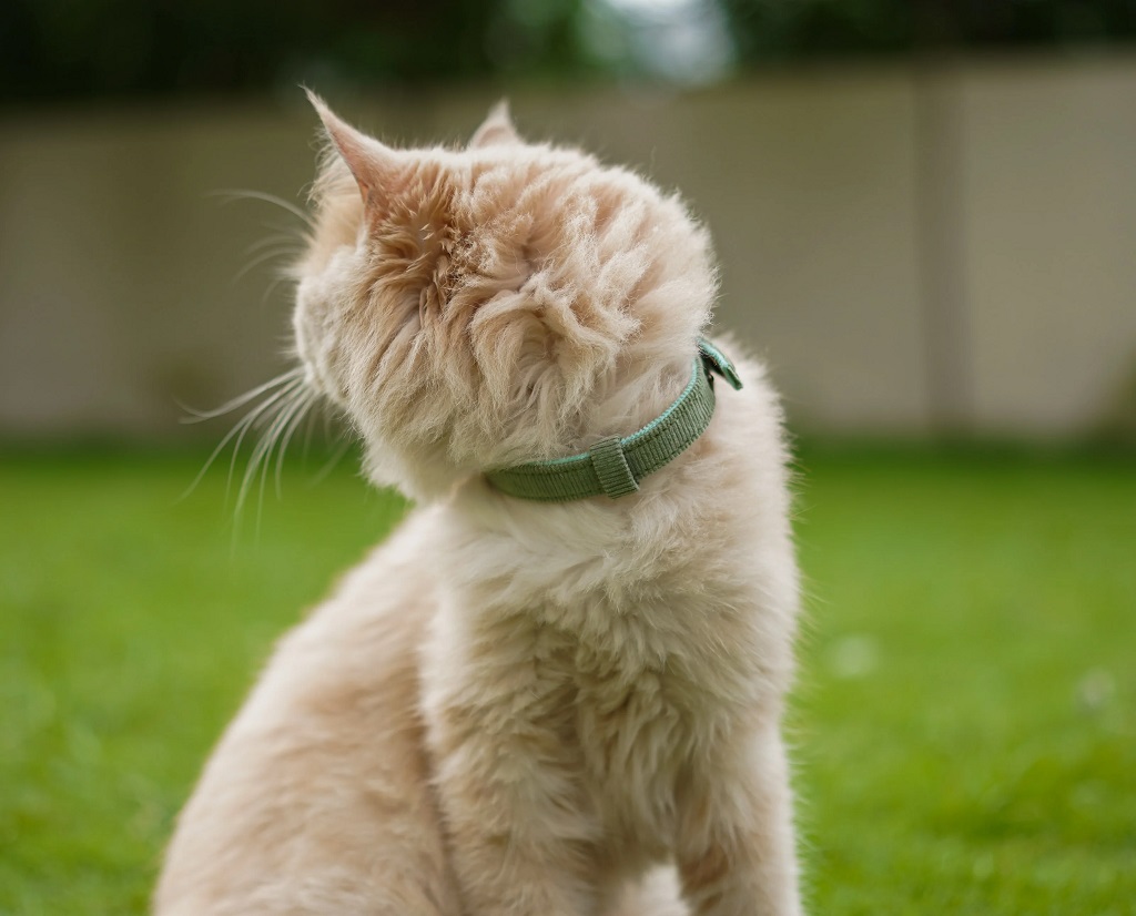 IndieGood Coral Collar For Cats – Aqua Green 1