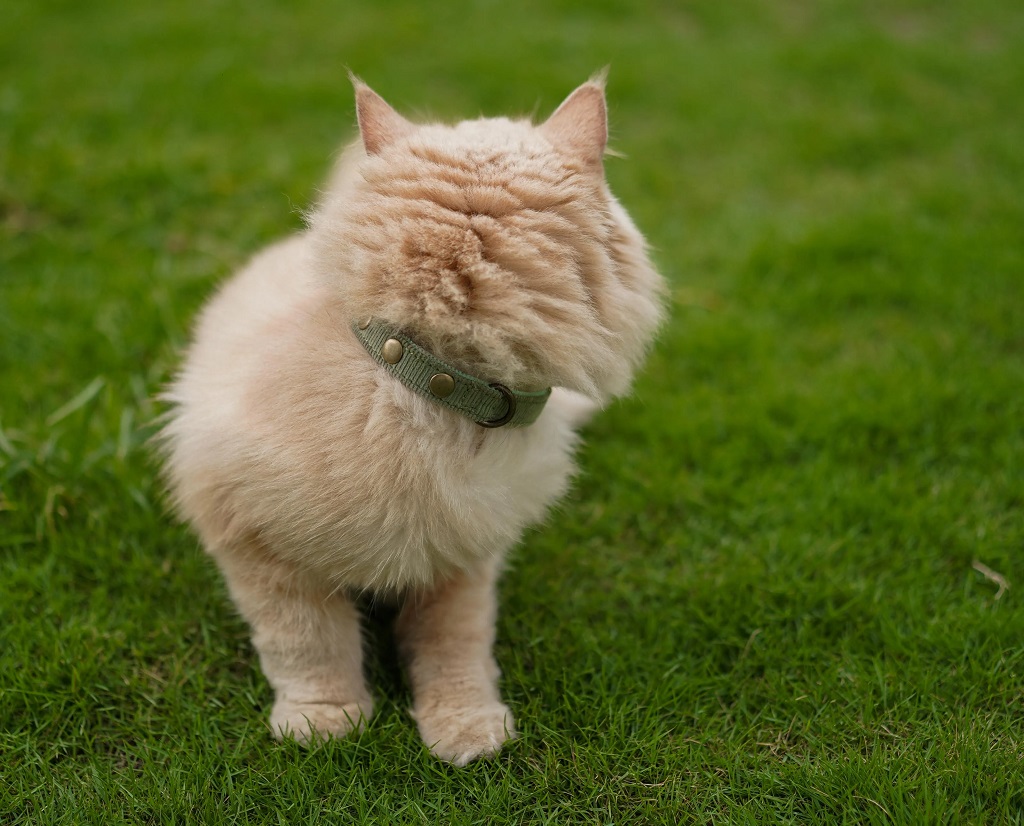 IndieGood Coral Collar For Cats – Aqua Green 2