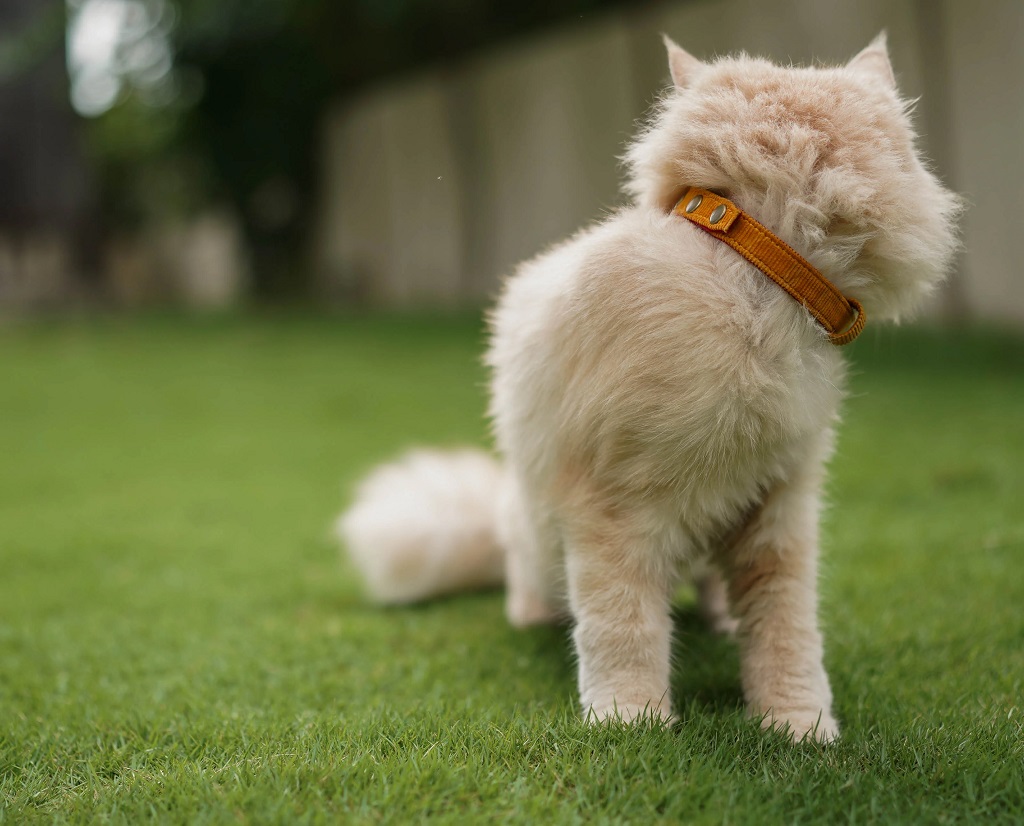 IndieGood Coral Collar For Cats – Beach Bloom 3