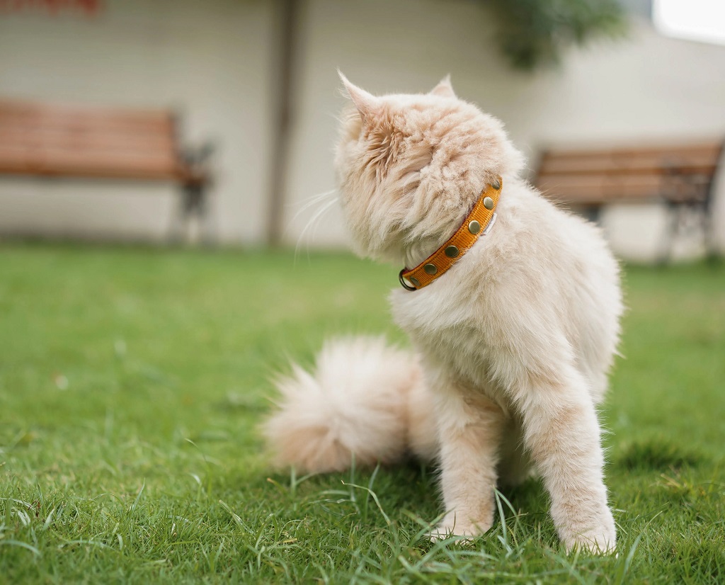 IndieGood Coral Collar For Cats – Beach Bloom