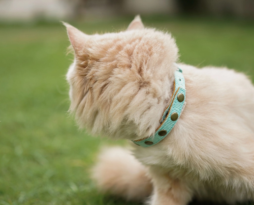 IndieGood Coral Collar For Cats – Beach Blue