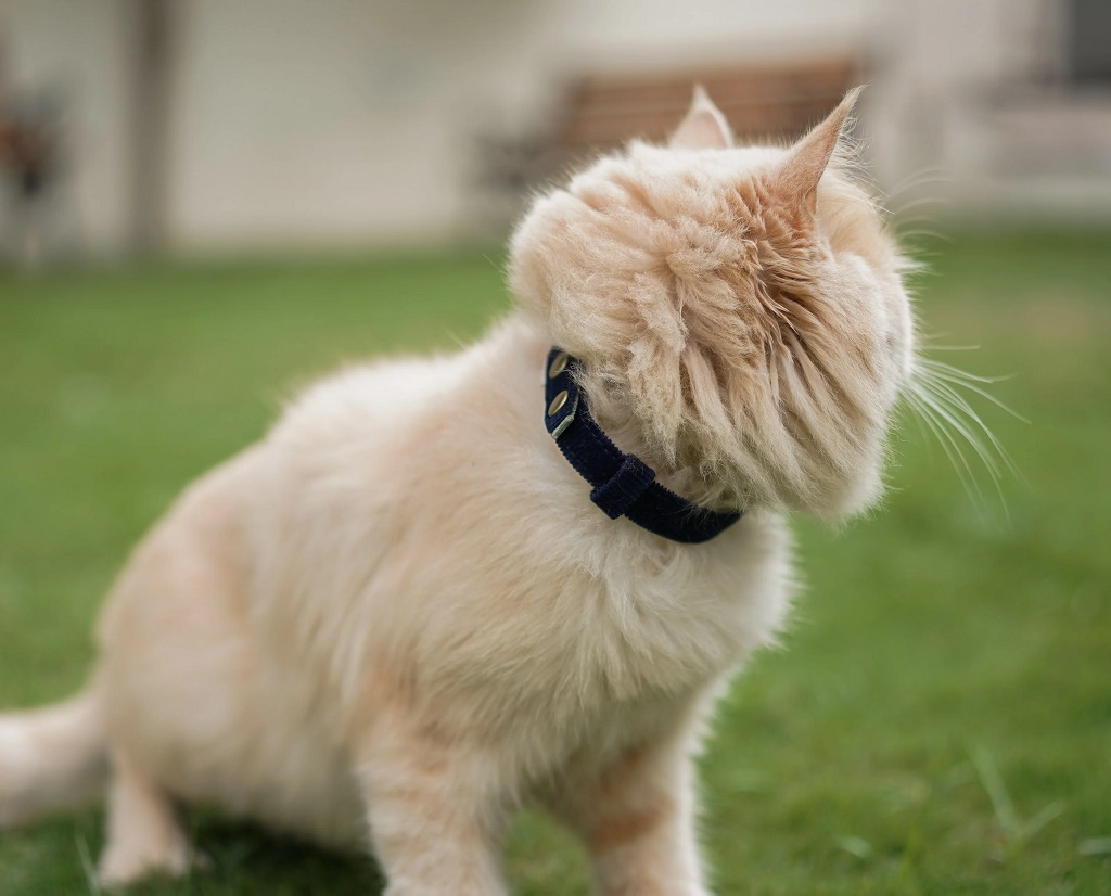 IndieGood Coral Collar For Cats – Marine Green1