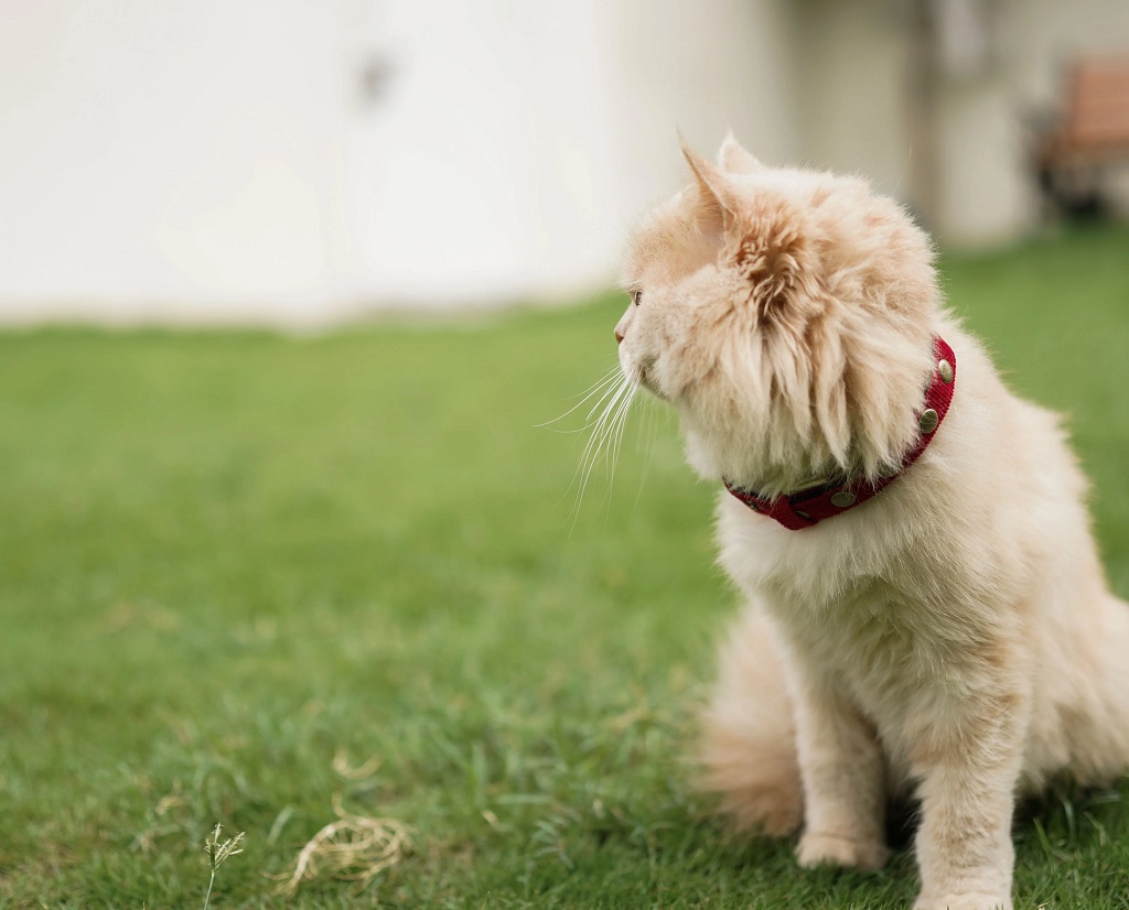 IndieGood Coral Collar For Cats – Marine Red1