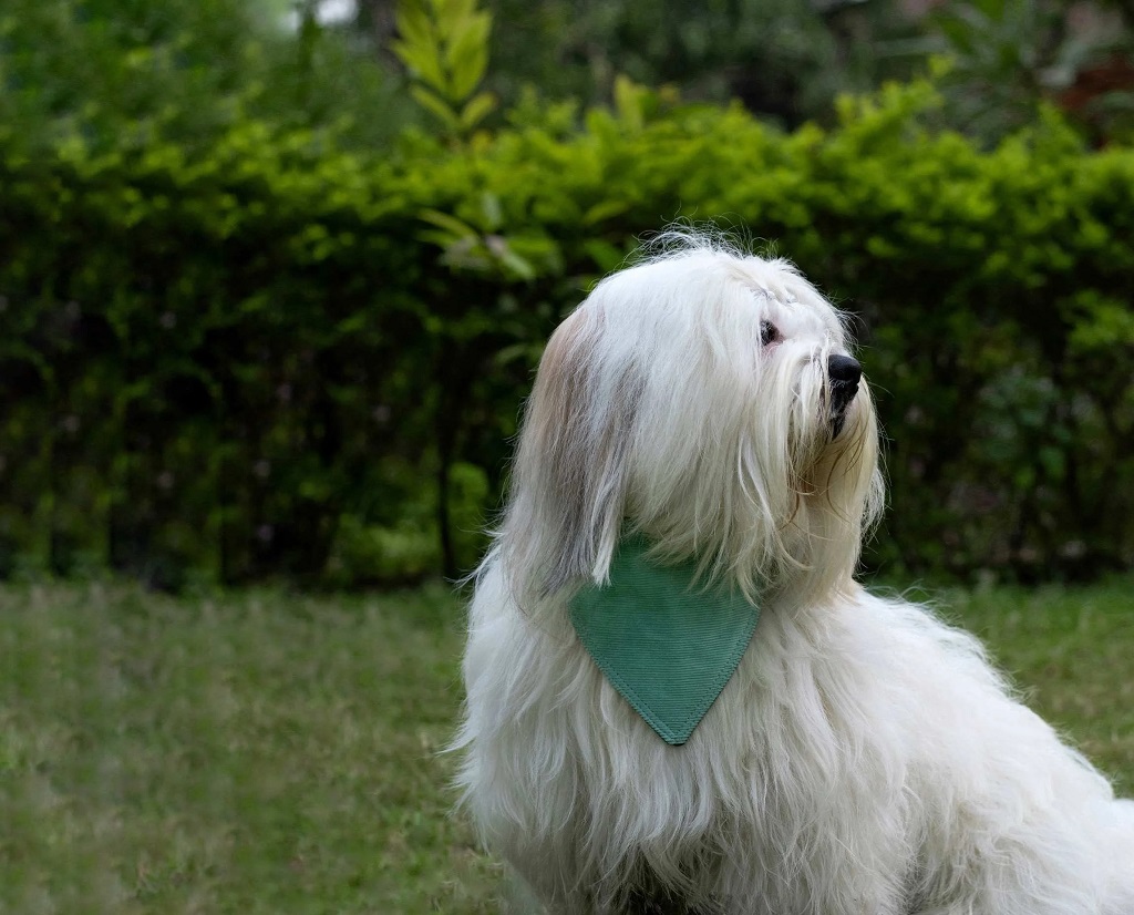 IndieGood-Corduroy-Cotton-2-in-1-Bandana-For-Dog-Blue-_2