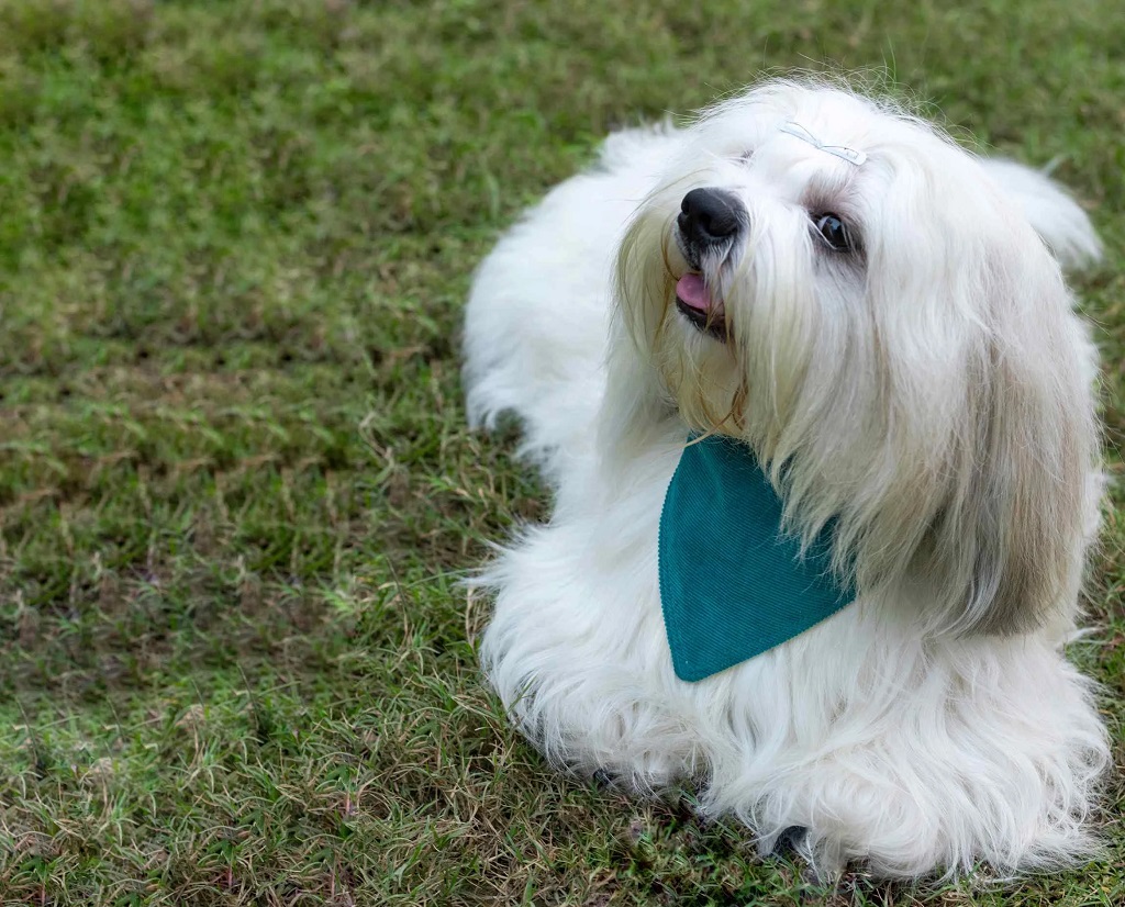 IndieGood-Corduroy-Cotton-2-in-1-Bandana-For-Dog-Blue-_4
