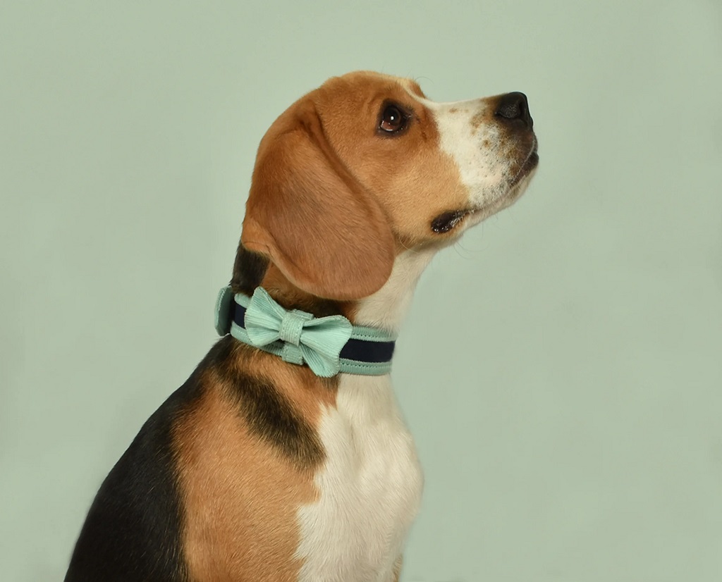 IndieGood-Corduroy-Cotton-Bowtie-for-Dog-Aqua-Blue_4