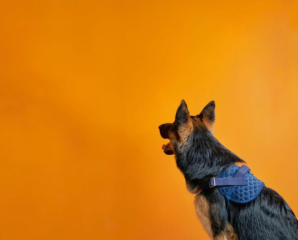 IndieGood-Corduroy-and-Canvas-Harness-for-Dog-Basic-Black_2-1