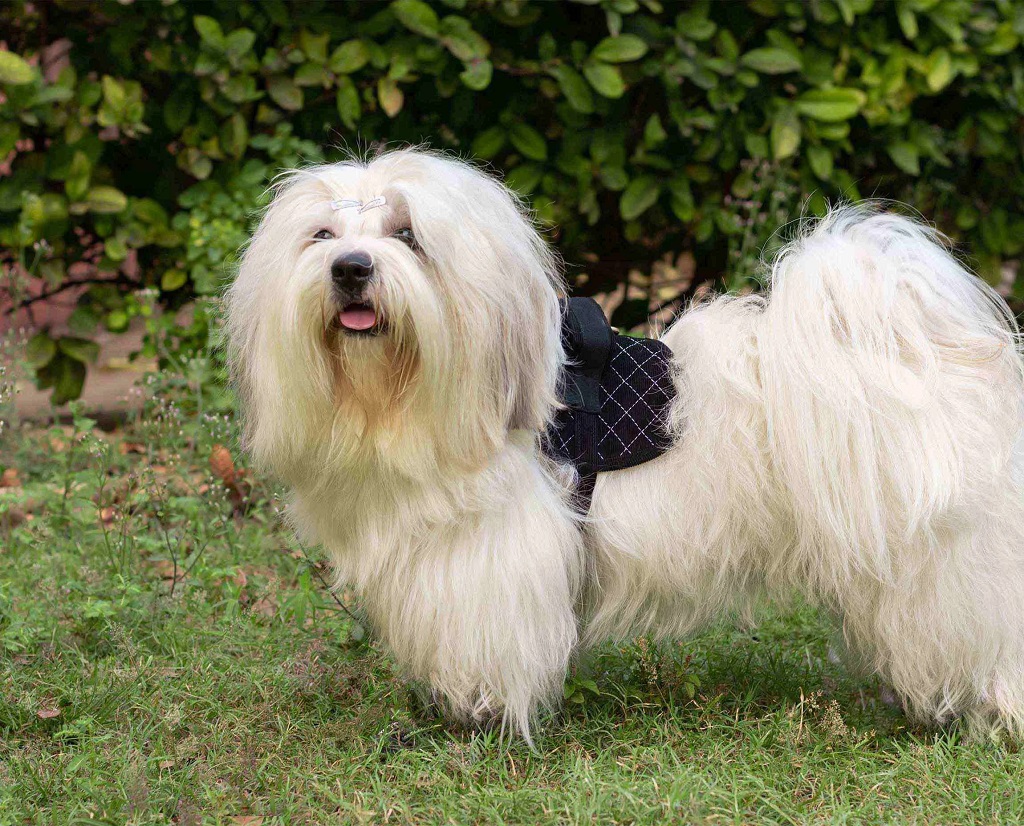 IndieGood-Corduroy-and-Canvas-Harness-for-Dog-Basic-Black_3