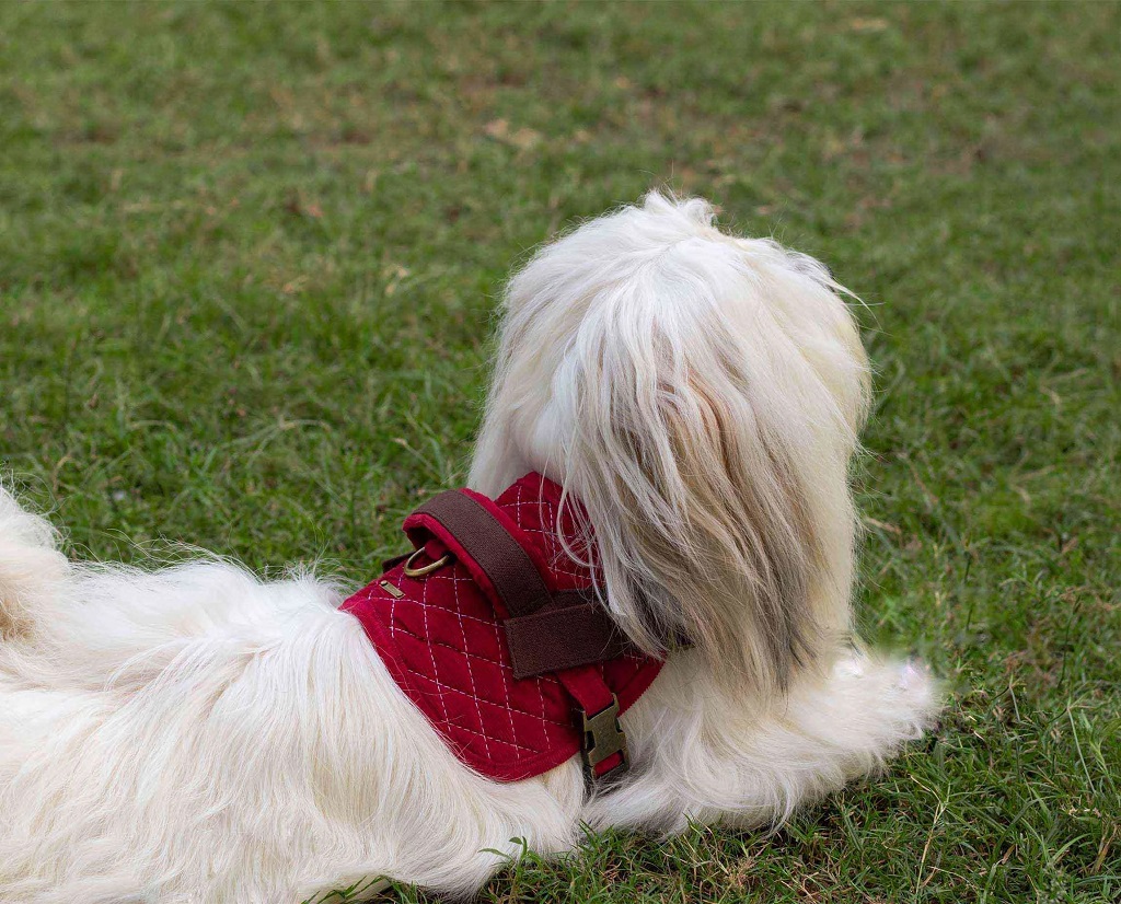 IndieGood-Corduroy-and-Canvas-Harness-for-Dog-Bright-Pink_4