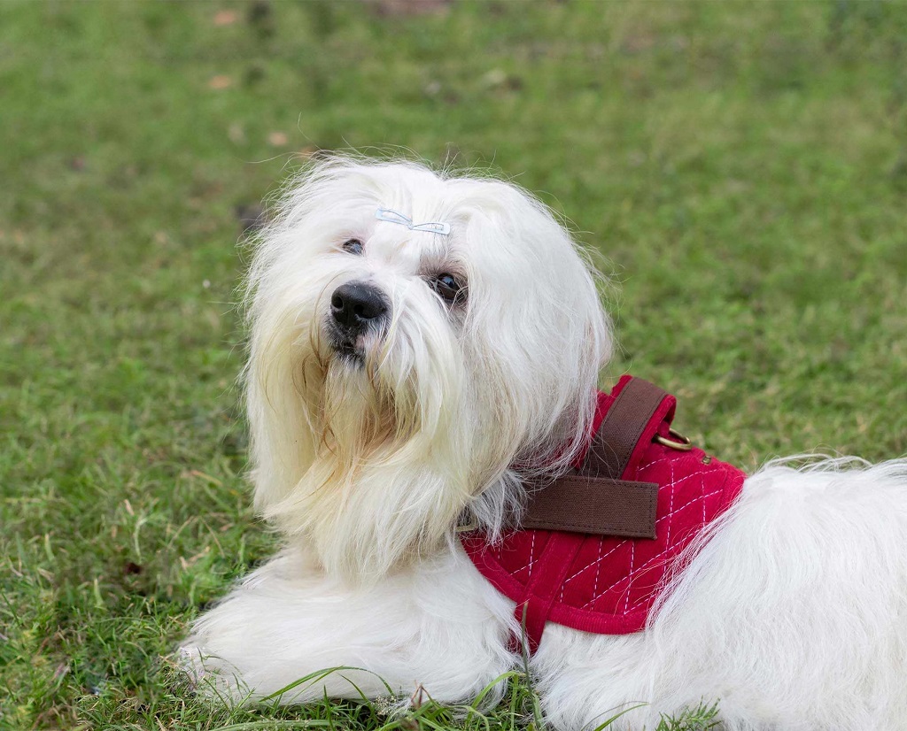 IndieGood-Corduroy-and-Canvas-Harness-for-Dog-Bright-Pink_5