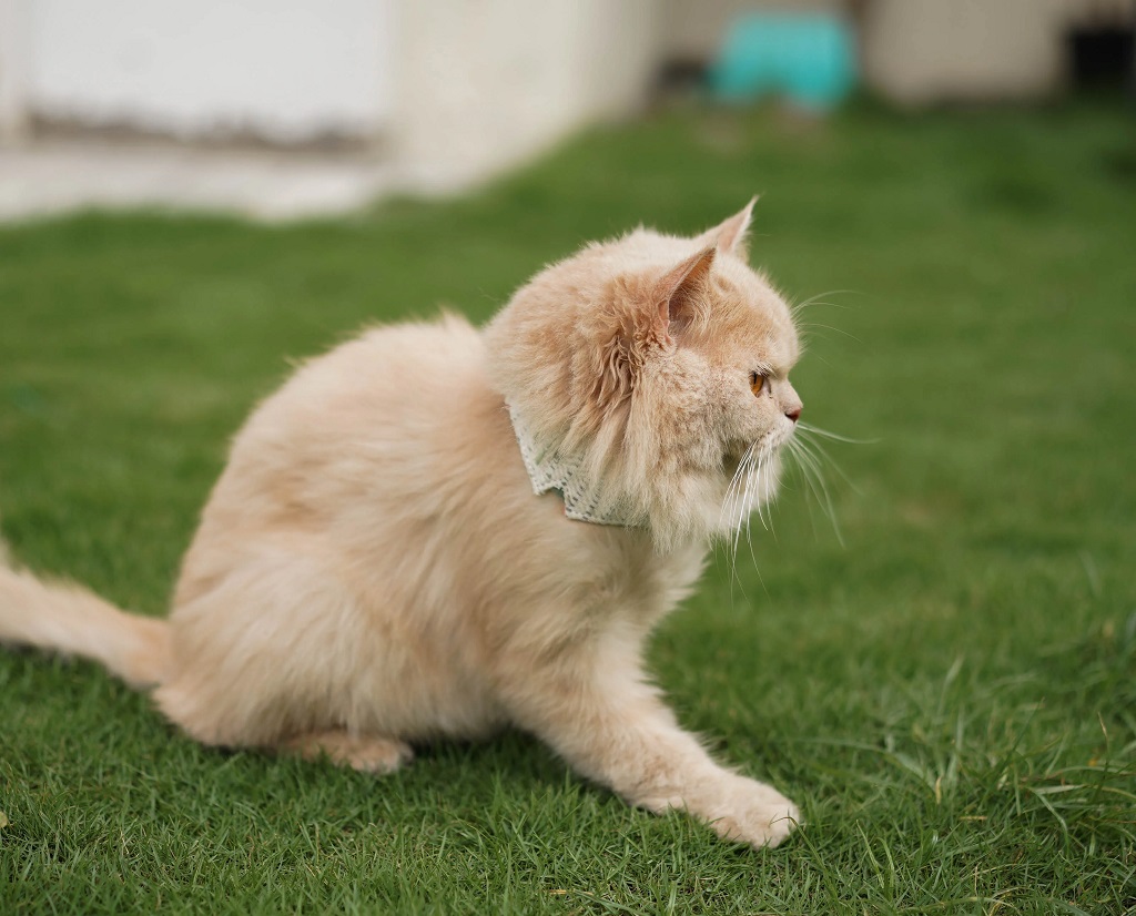 IndieGood Handloom Collar For Cats – Spring Green 3