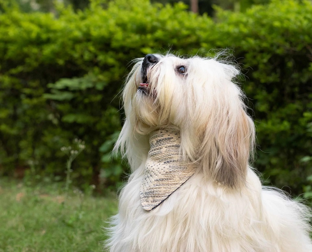IndieGood-Handloom-Cotton-2-in-1-Bandana-For-Dog-Soft-Weaves_2