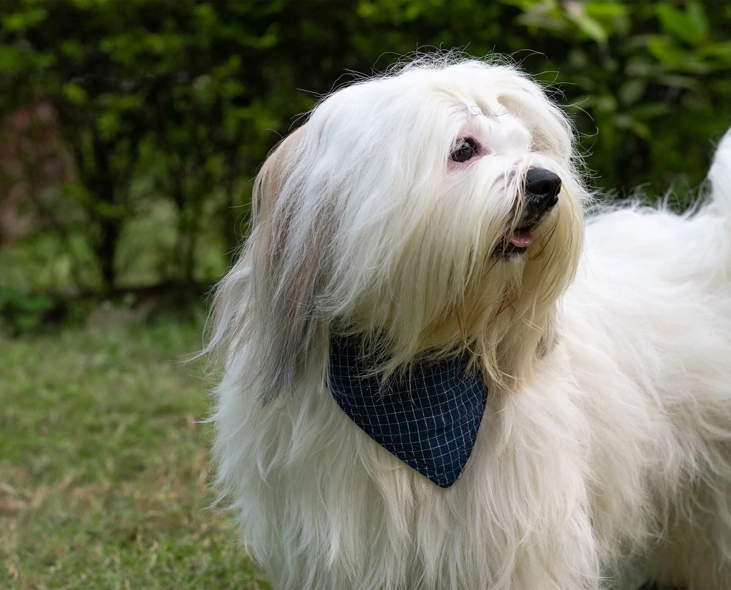 IndieGood-Handloom-Cotton-2-in-1-Bandana-For-Dog-Soft-Weaves_4