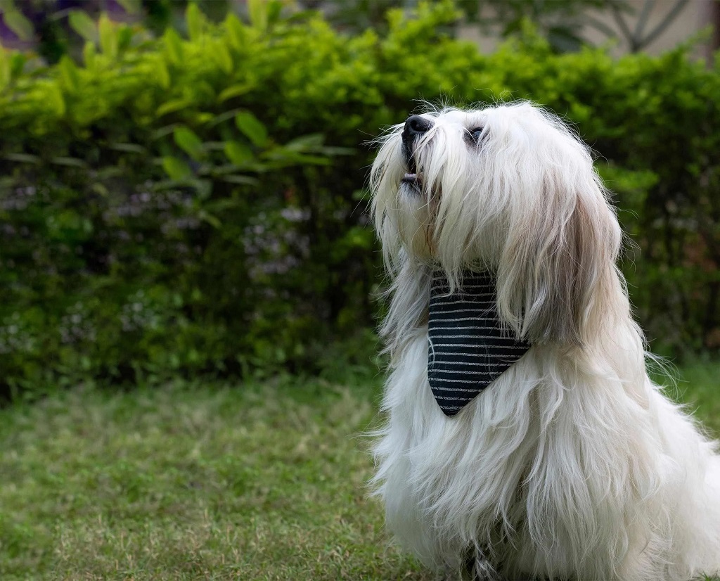 IndieGood-Handloom-Cotton-2-in-1-Bandana-For-Dog-Stripes-and-Checks-_1