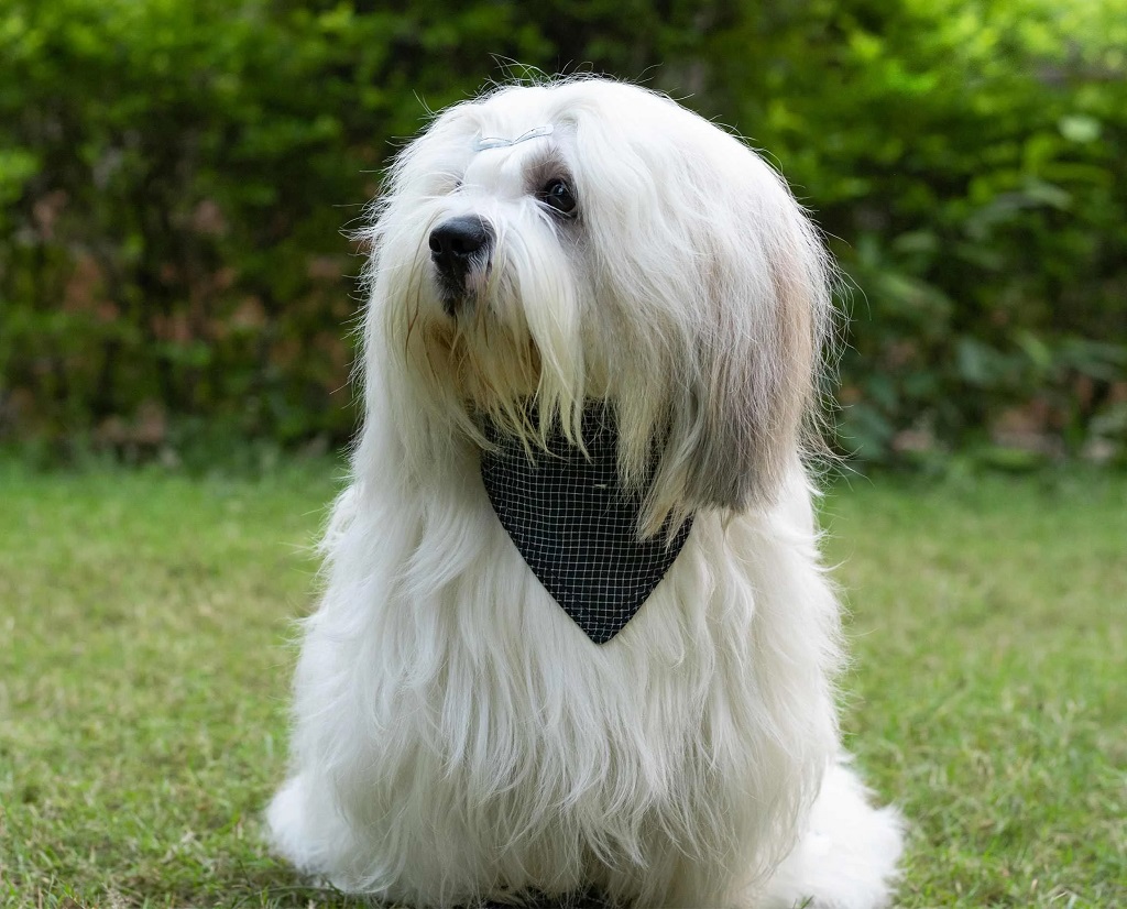 IndieGood-Handloom-Cotton-2-in-1-Bandana-For-Dog-Stripes-and-Checks-_2