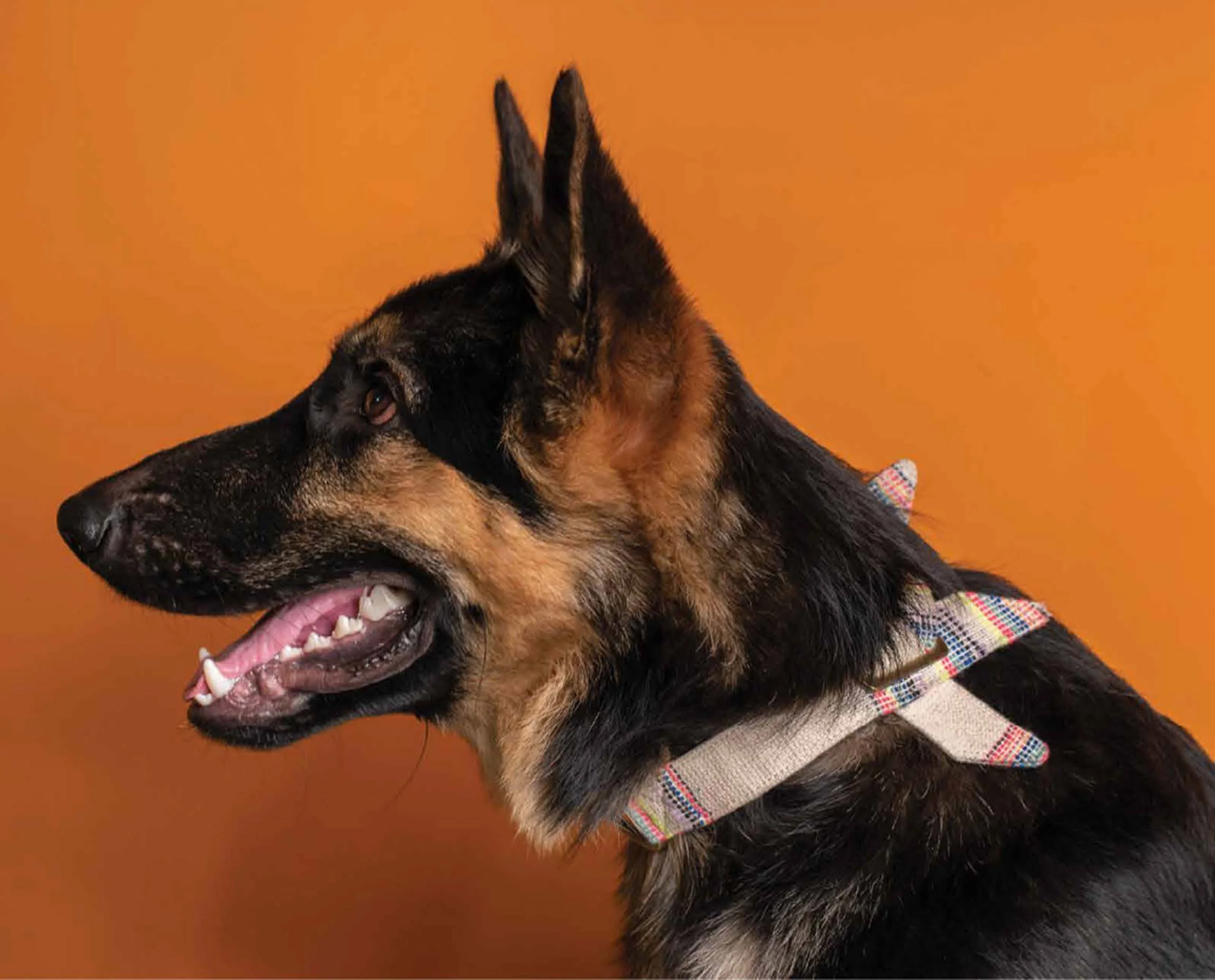 IndieGood-Handloom-Cotton-Party-Bowtie-Dog-Collar_2