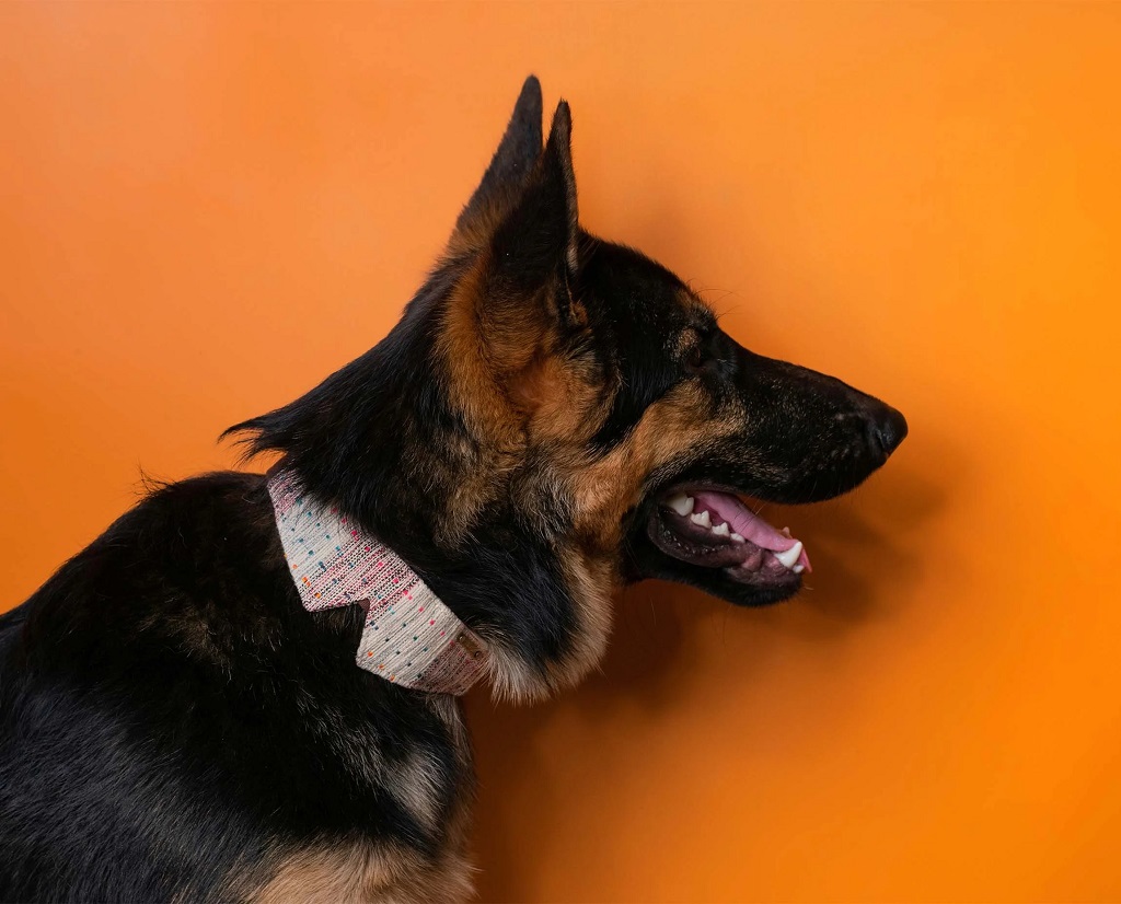 IndieGood-Handloom-Cotton-Premium-Dog-Collar-Collar-Coco_2-1