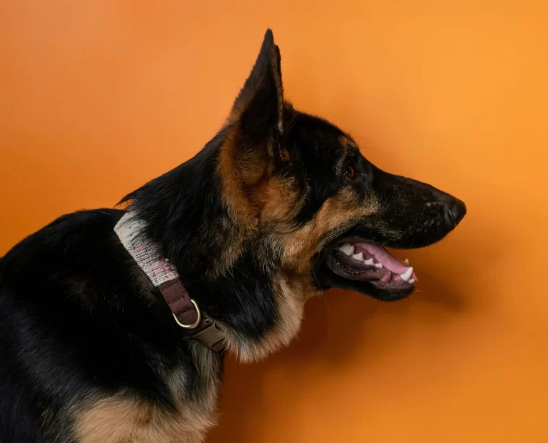 IndieGood-Handloom-Cotton-Premium-Dog-Collar-Collar-Coco_4-800x646