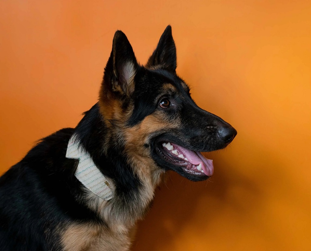 IndieGood-Handloom-Cotton-Premium-Dog-Collar-Woven_2