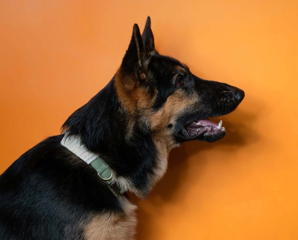 IndieGood-Handloom-Cotton-Premium-Dog-Collar-Woven_4