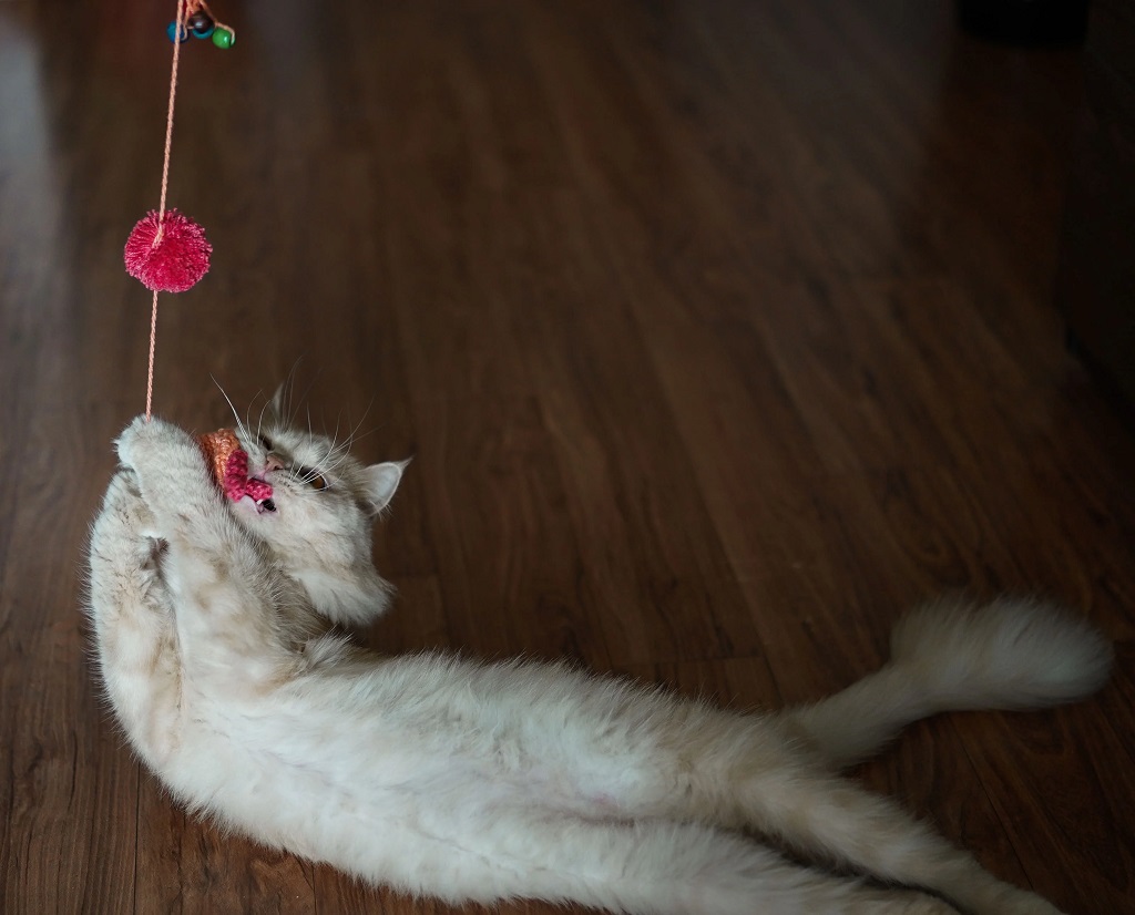 IndieGood Jellyfish Wandtoy for Cats_03