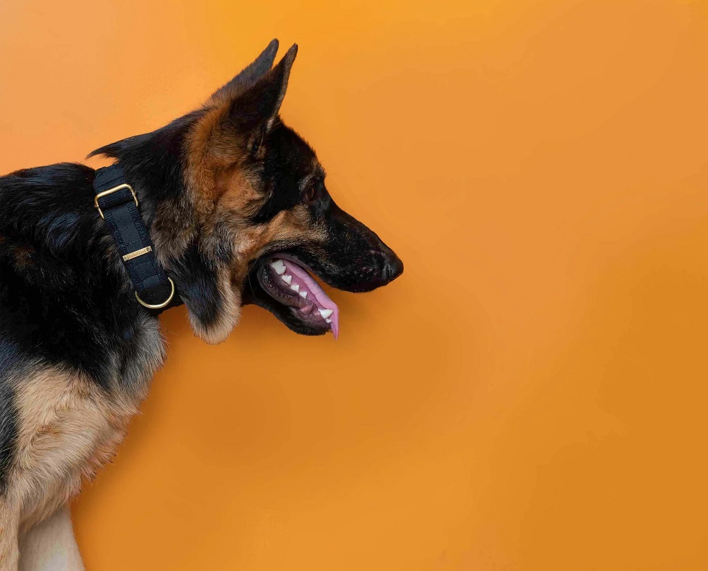 IndieGood-Skin-Friendly-Corduroy-Dog-Collar-Black_2