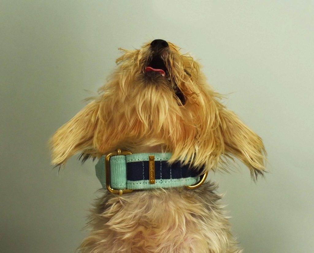 IndieGood-Skin-Friendly-Corduroy-Dog-Collar-Blue_2