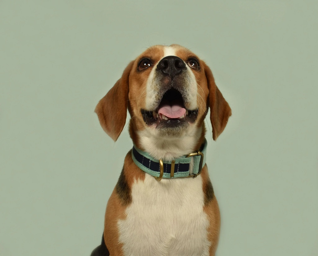 IndieGood-Skin-Friendly-Corduroy-Dog-Collar-Blue_4