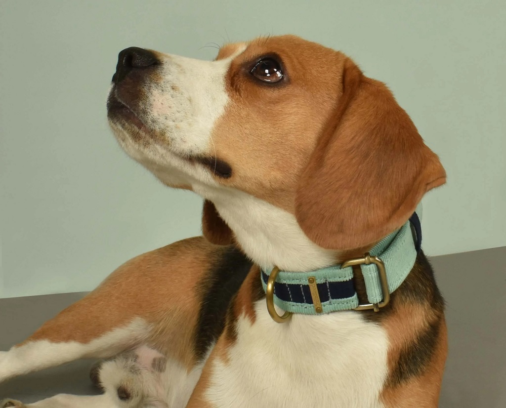IndieGood-Skin-Friendly-Corduroy-Dog-Collar-Blue_5