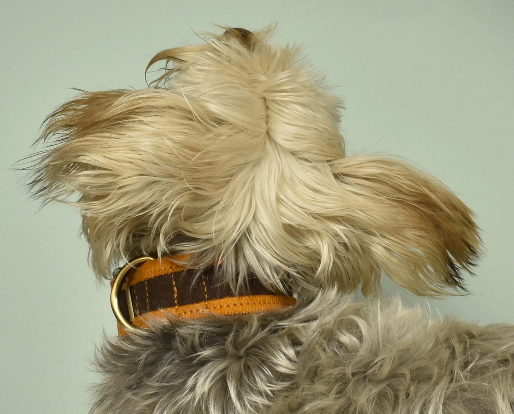 IndieGood-Skin-Friendly-Corduroy-Dog-Collar-Brown_2