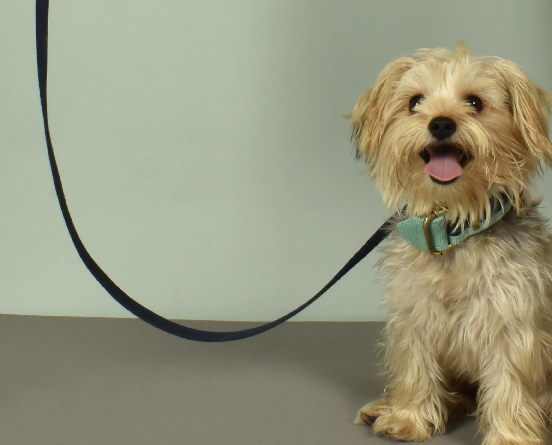 IndieGood-Sturdy-Canvas-Dog-Leash-Blue_5