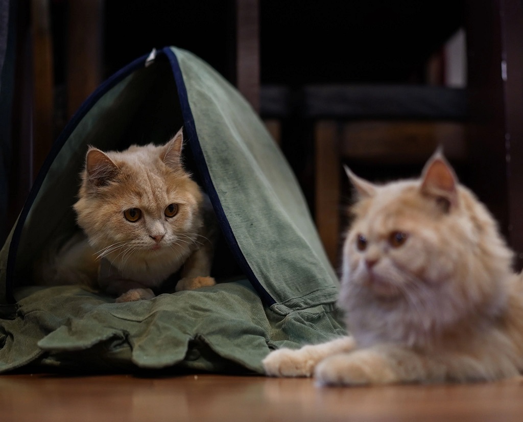 IndieGood cat Bedding Octy – Green_01