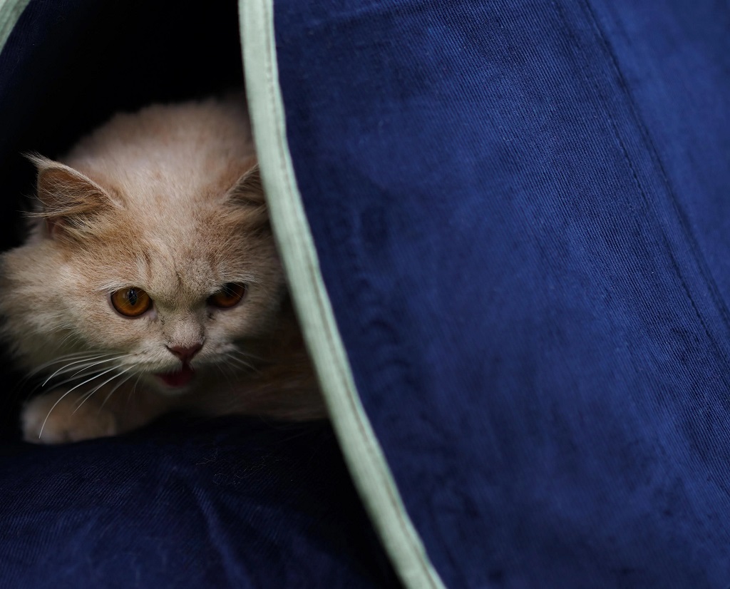 IndieGood cat Bedding Octy – Navy Blue_02